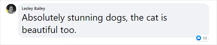 “We Saved A Kitten, The Dog Helped Us To Raise Him, And Now The Cat Thinks He’s A Dog, And It’s Just Adorable” “We Saved A Kitten, The Dog Helped Us To Raise Him, And Now The Cat Thinks He’s A Dog, And It’s Just Adorable”