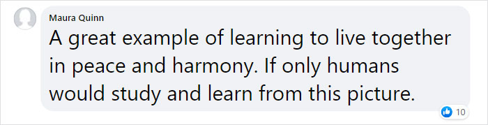 &ldquo;We Saved A Kitten, The Dog Helped Us To Raise Him, And Now The Cat Thinks He&rsquo;s A Dog, And It&rsquo;s Just Adorable&rdquo;