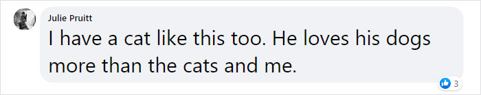“We Saved A Kitten, The Dog Helped Us To Raise Him, And Now The Cat Thinks He’s A Dog, And It’s Just Adorable” “We Saved A Kitten, The Dog Helped Us To Raise Him, And Now The Cat Thinks He’s A Dog, And It’s Just Adorable”