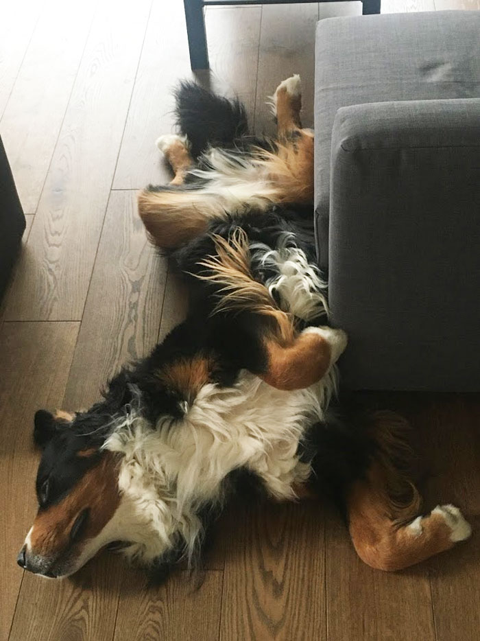 This Is My Dog's Favorite Sleeping Position