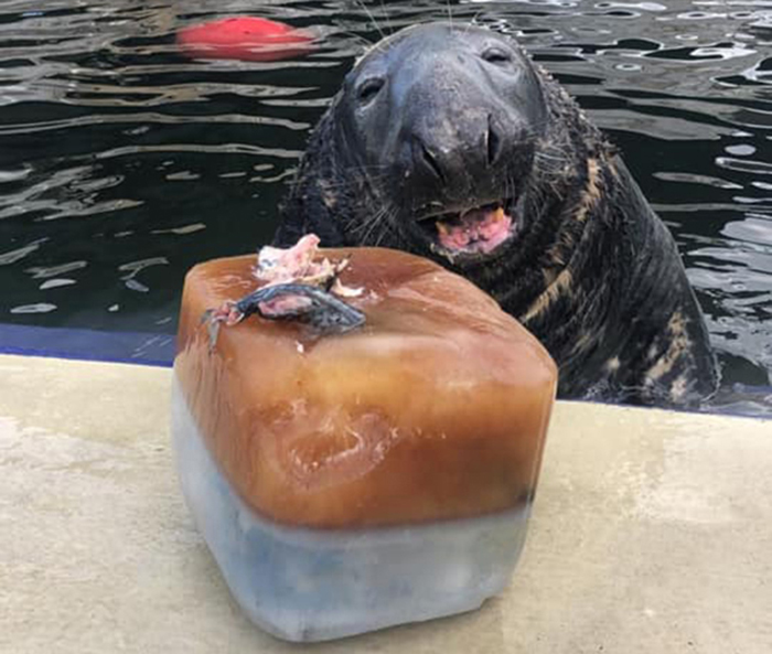 Seal Gets Surprised With A Giant Ice Fish Cake On His 31st Birthday