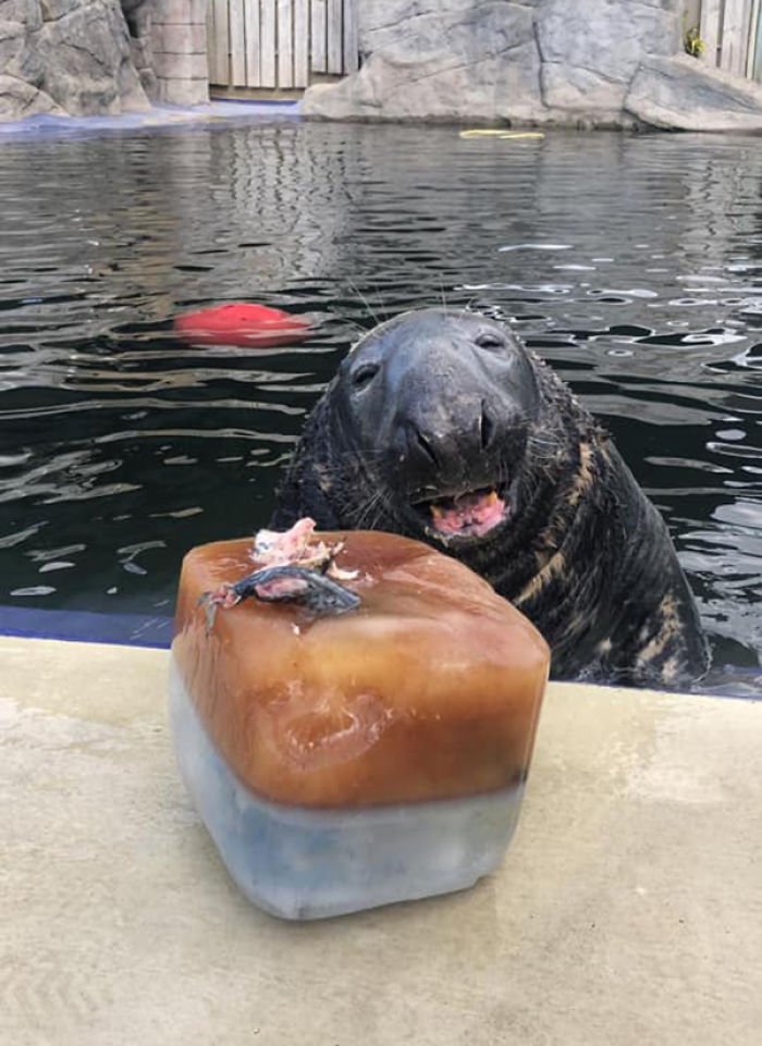 Seal Gets Surprised With A Giant Ice Fish Cake On His 31st Birthday Seal Gets Surprised With A Giant Ice Fish Cake On His 31st Birthday