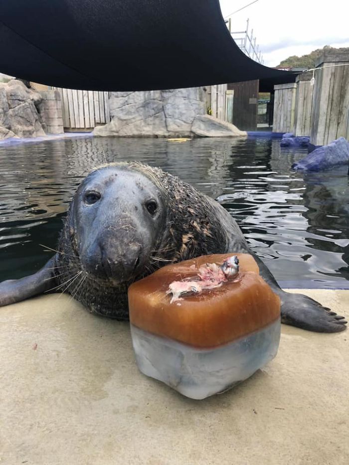 Seal Gets Surprised With A Giant Ice Fish Cake On His 31st Birthday Seal Gets Surprised With A Giant Ice Fish Cake On His 31st Birthday