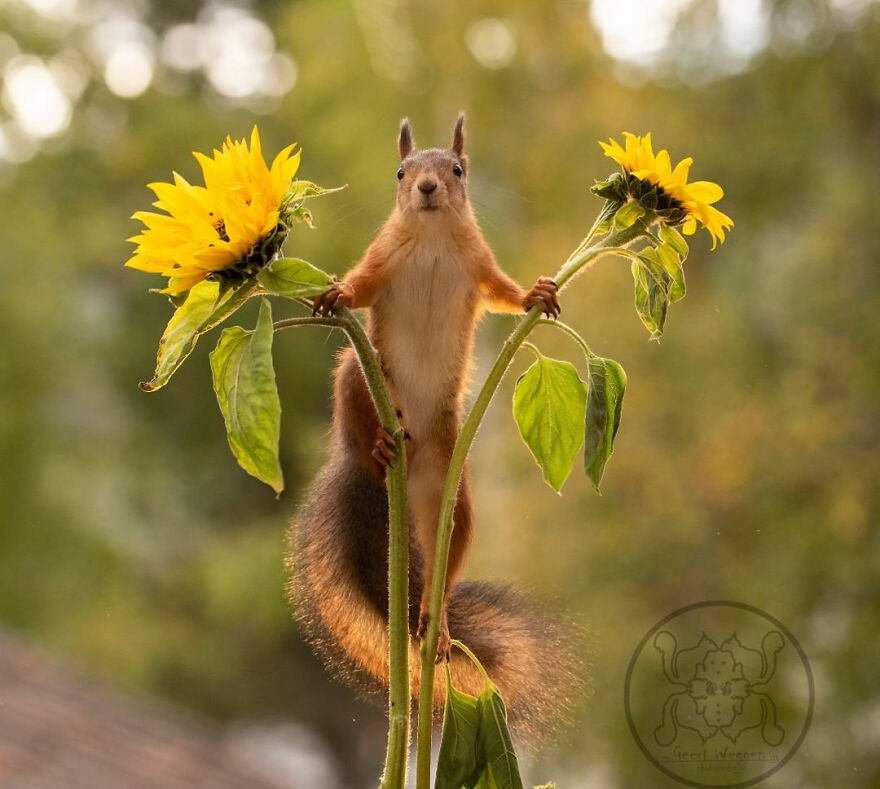 I Spent Almost A Decade Capturing Red Squirrel Photos And Here Is A Small Selection Of The Past Half Year.