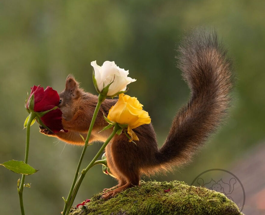 I Spent Almost A Decade Capturing Red Squirrel Photos And Here Is A Small Selection Of The Past Half Year.