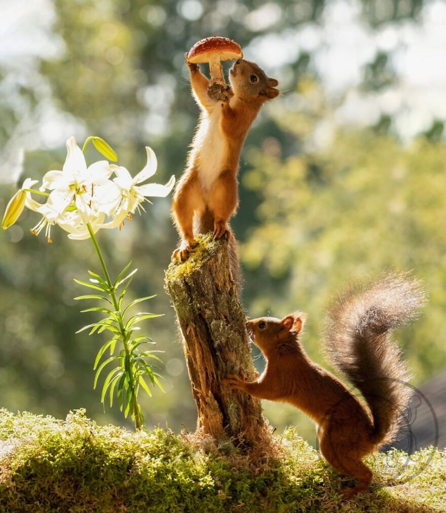 I Spent Almost A Decade Capturing Red Squirrel Photos And Here Is A Small Selection Of The Past Half Year.