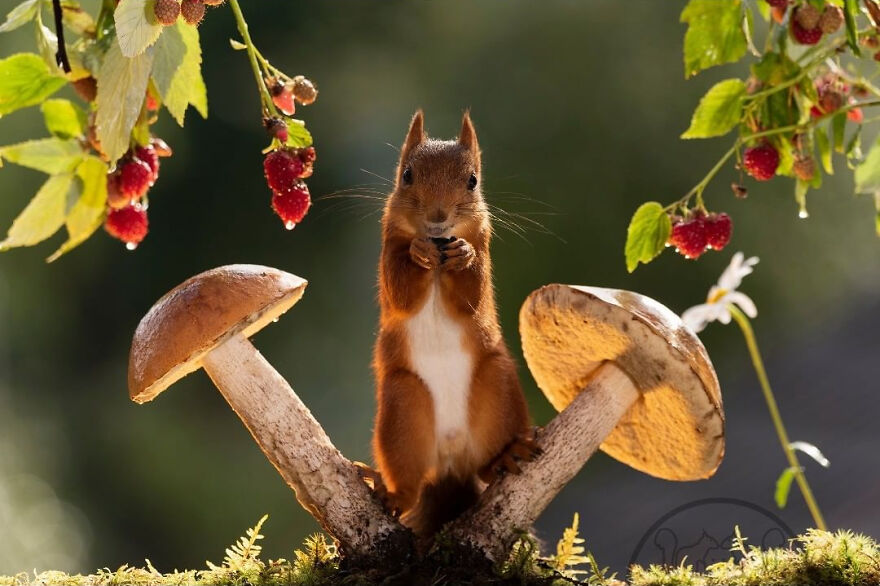 I Spent Almost A Decade Capturing Red Squirrel Photos And Here Is A Small Selection Of The Past Half Year.