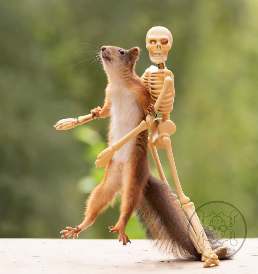 I Spent Almost A Decade Capturing Red Squirrel Photos And Here Is A Small Selection Of The Past Half Year.