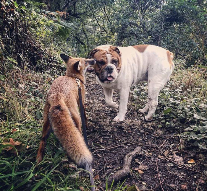 Rescue Fox And A Bulldog Become Inseparable And Form A Real-Life &ldquo;The Fox And The Hound&rdquo; Friendship