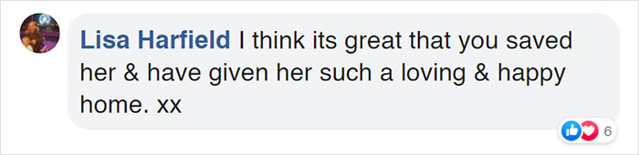 Rescue Fox And A Bulldog Become Inseparable And Form A Real-Life &ldquo;The Fox And The Hound&rdquo; Friendship