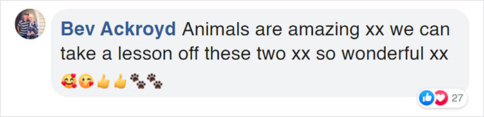 Rescue Fox And A Bulldog Become Inseparable And Form A Real-Life &ldquo;The Fox And The Hound&rdquo; Friendship