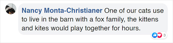 Rescue Fox And A Bulldog Become Inseparable And Form A Real-Life &ldquo;The Fox And The Hound&rdquo; Friendship