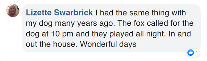 Rescue Fox And A Bulldog Become Inseparable And Form A Real-Life &ldquo;The Fox And The Hound&rdquo; Friendship