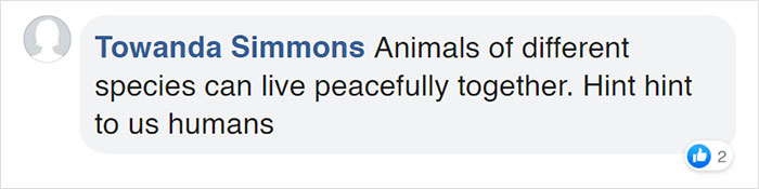 Rescue Fox And A Bulldog Become Inseparable And Form A Real-Life &ldquo;The Fox And The Hound&rdquo; Friendship