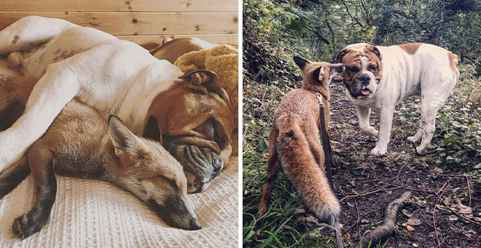 Rescue Fox And A Bulldog Become Inseparable And Form A Real-Life “The Fox And The Hound” Friendship