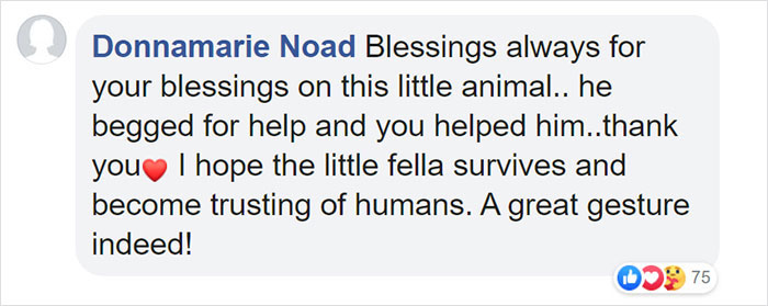 This Thirsty Armadillo Flagged Down A Car To Ask For Help This Thirsty Armadillo Flagged Down A Car To Ask For Help