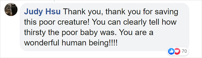 This Thirsty Armadillo Flagged Down A Car To Ask For Help This Thirsty Armadillo Flagged Down A Car To Ask For Help