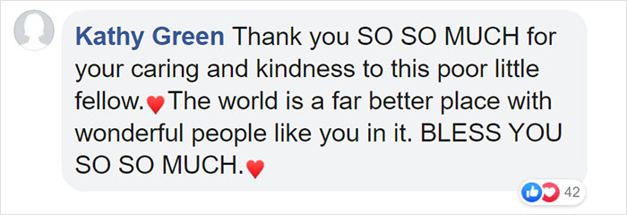 This Thirsty Armadillo Flagged Down A Car To Ask For Help This Thirsty Armadillo Flagged Down A Car To Ask For Help