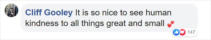 This Thirsty Armadillo Flagged Down A Car To Ask For Help This Thirsty Armadillo Flagged Down A Car To Ask For Help