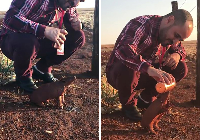 This Thirsty Armadillo Flagged Down A Car To Ask For Help This Thirsty Armadillo Flagged Down A Car To Ask For Help