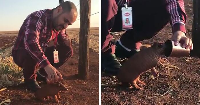 This Thirsty Armadillo Flagged Down A Car To Ask For Help