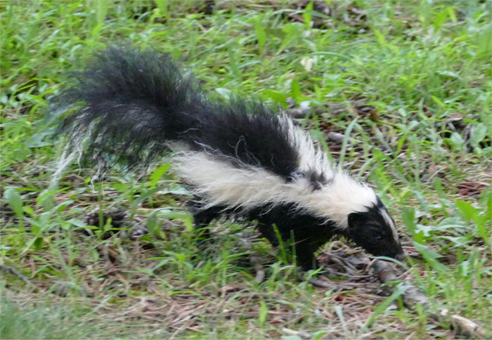 50 Facts From An Online Group Where People Post The Most Interesting Things They Learn And That Has 23 Million Members