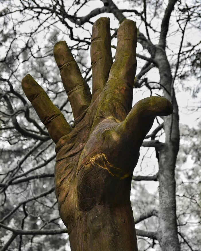 Storm-Damaged Tree In Wales Gets Transformed Into A 50 Ft Hand Worth $16,000