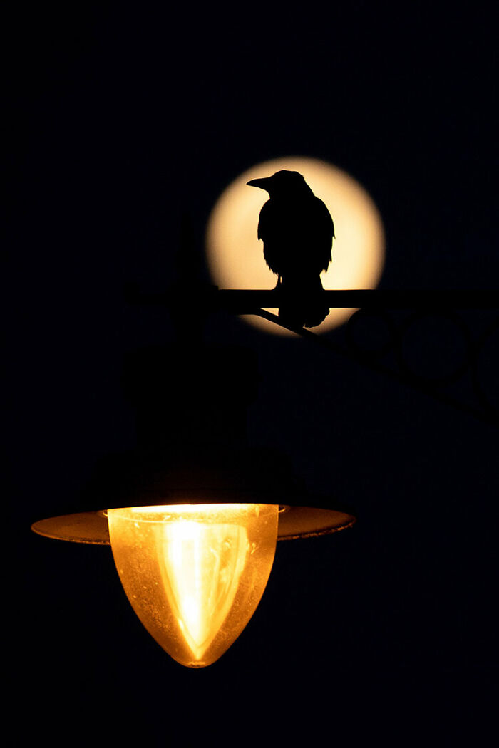 Highly Commended: 'Night Watch' By Gideon Knight