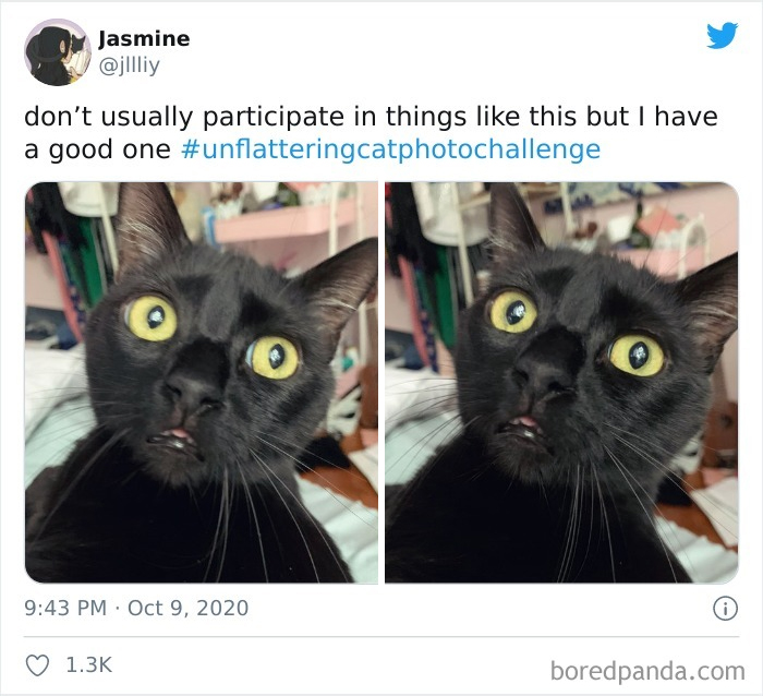 Unflattering-Cat-Photo-Challenge
