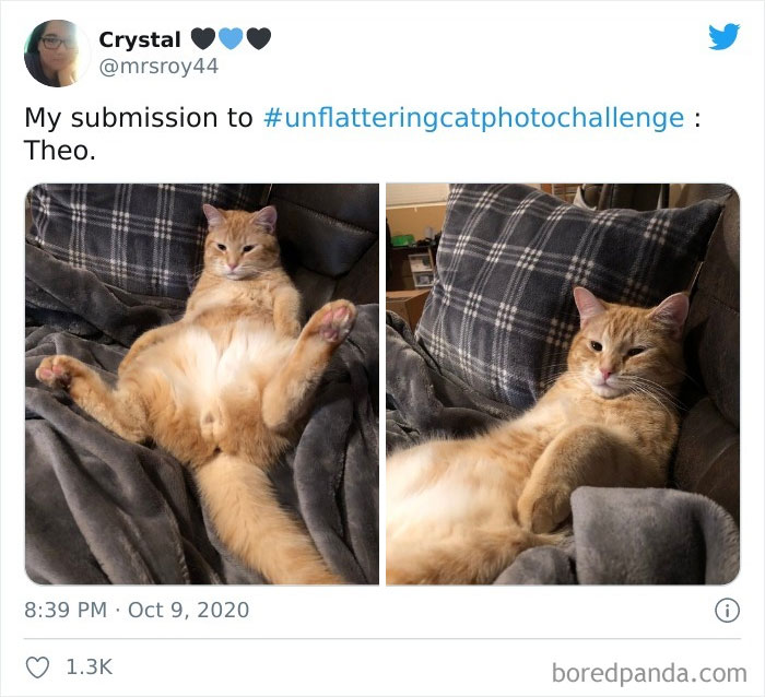 Unflattering-Cat-Photo-Challenge