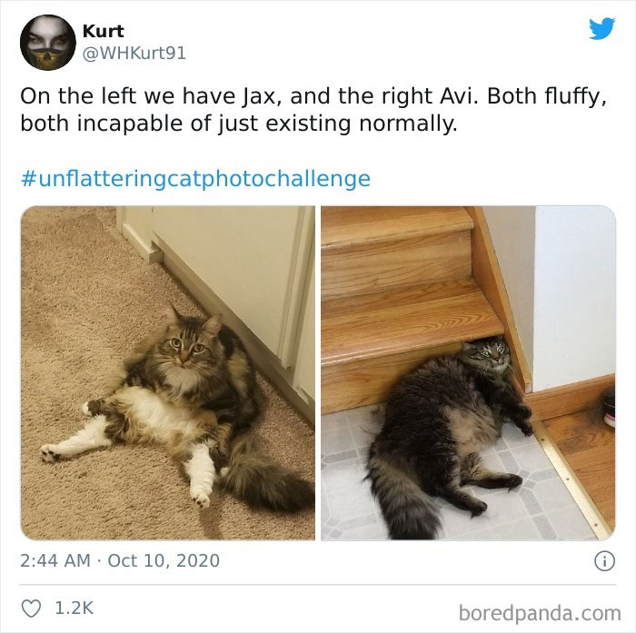 Unflattering-Cat-Photo-Challenge