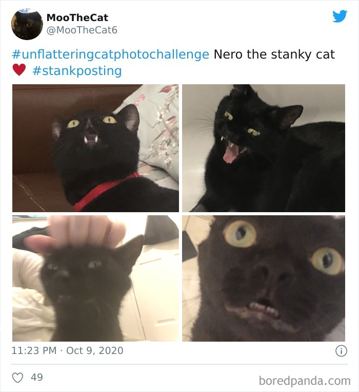 Unflattering-Cat-Photo-Challenge