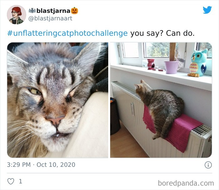 Unflattering-Cat-Photo-Challenge
