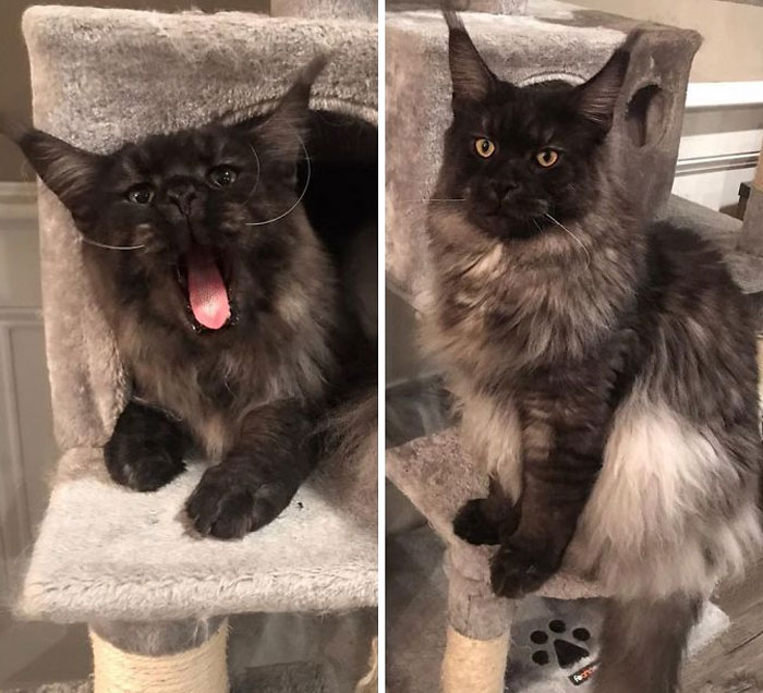 Unflattering-Cat-Photo-Challenge