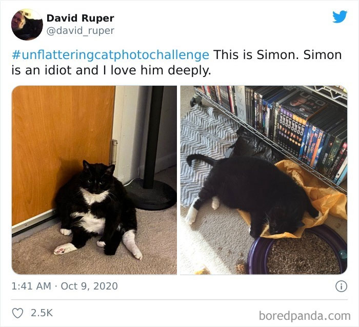 Unflattering-Cat-Photo-Challenge