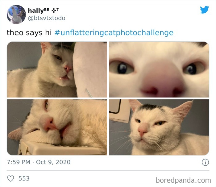 Unflattering-Cat-Photo-Challenge