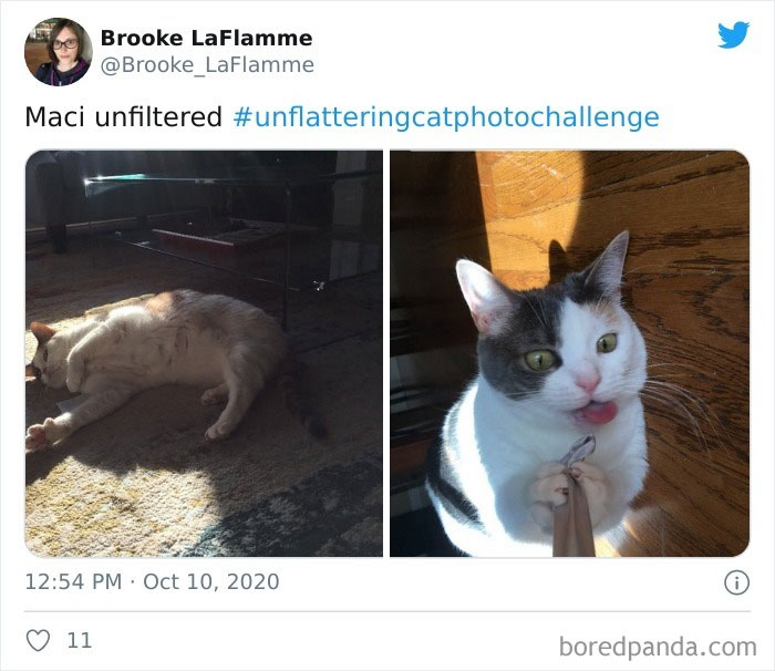 Unflattering-Cat-Photo-Challenge