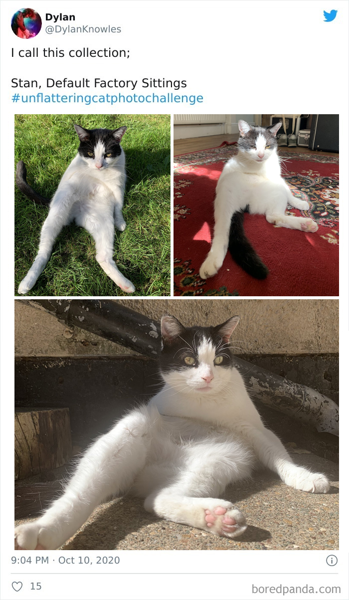 Unflattering-Cat-Photo-Challenge