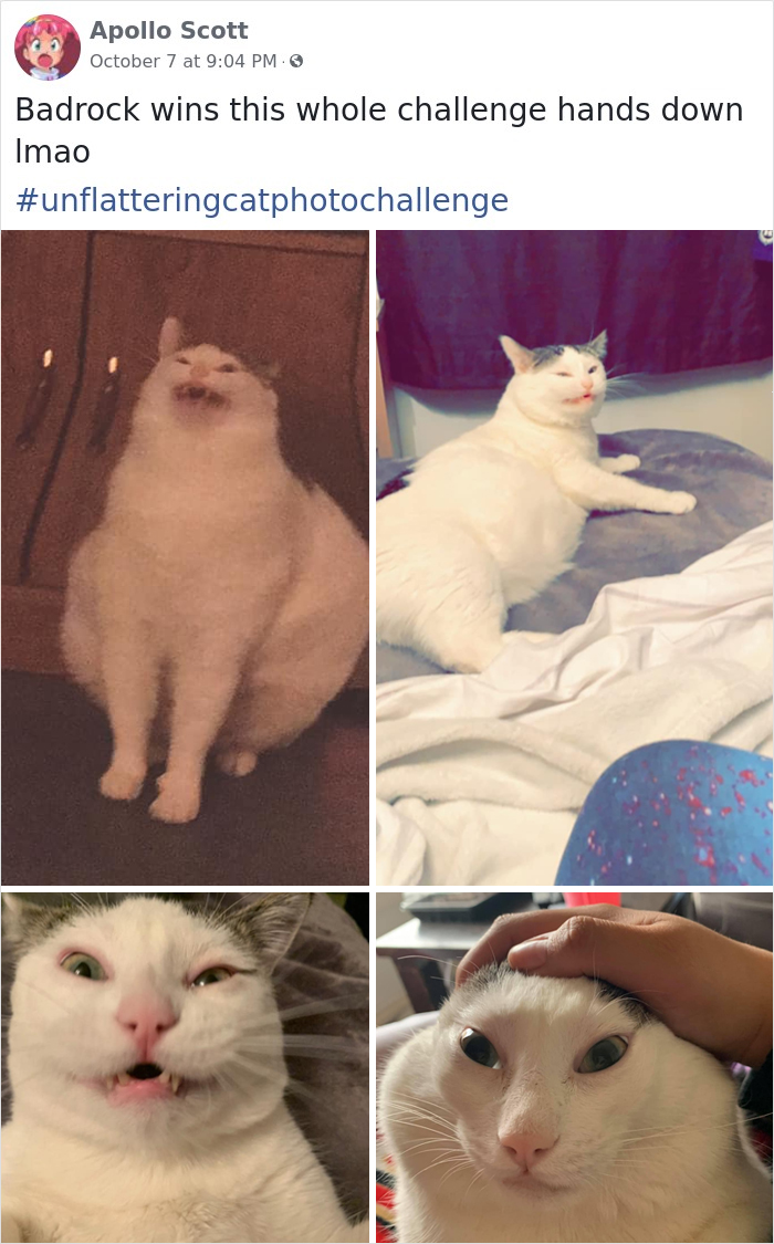 Unflattering-Cat-Photo-Challenge