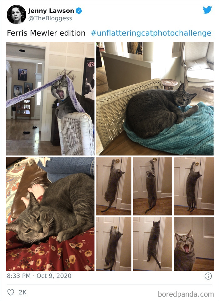 Unflattering-Cat-Photo-Challenge