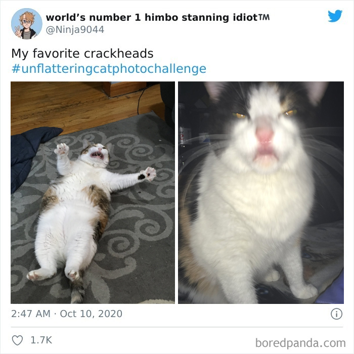 Unflattering-Cat-Photo-Challenge