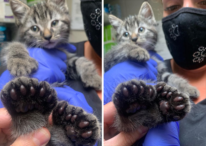 This Little Piggy Went To Market, This Little Piggy Stayed Home, This Little Piggy Had Roast Beef, But Wait, He Did Have Three Little Piggies Who Stayed For Some