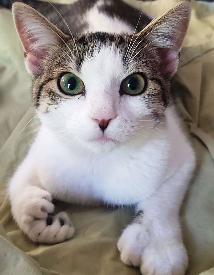 Adopted Another Little Girl. Her Name's Gemma, She's About 8 Months Old, And A Polydactyl Kitty! She's Got Extra Beans On All 4 Paws