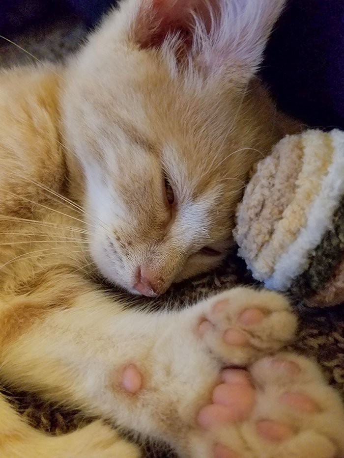 Sleepy Boy Has A Few Extra Toes