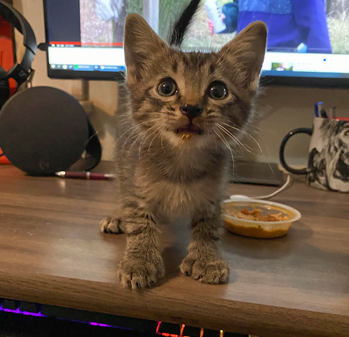 I Rescued This Baby Last Night. Just Discovered That It Was A Boy. He’s Polydactyl, Thinking Of Naming Him Rugen