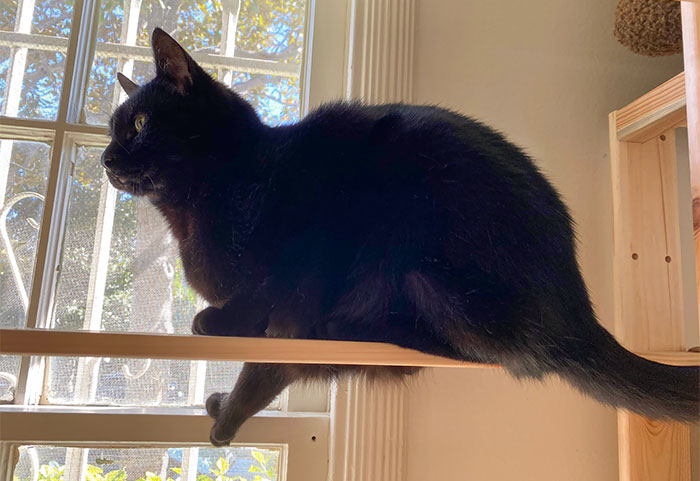 My Polydactyl Cat Using His Extra Toes To Balance