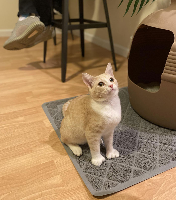 My Best Friend’s Polydactyl Kitten, Hemingway