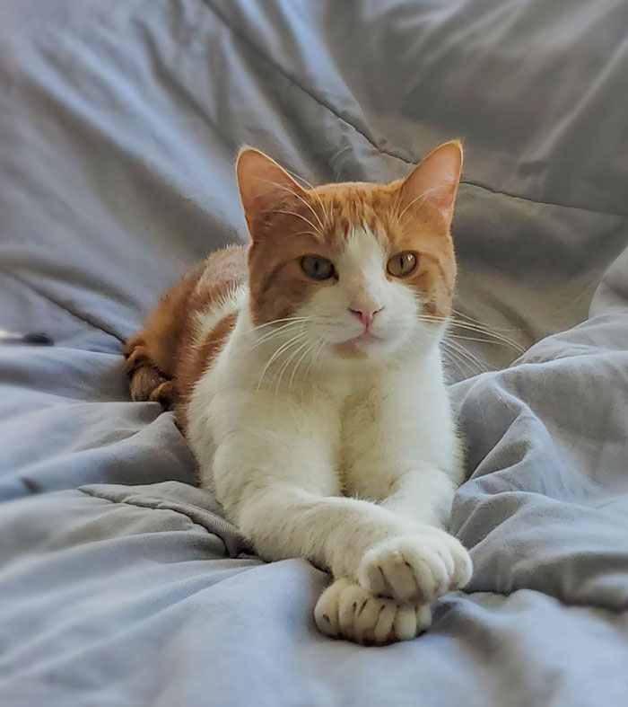 Our Cat, Waffles. Total 25 Toes