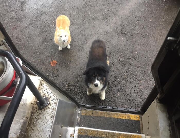 UPS-Delivery-Driver-Dogs-Scott-Hodges