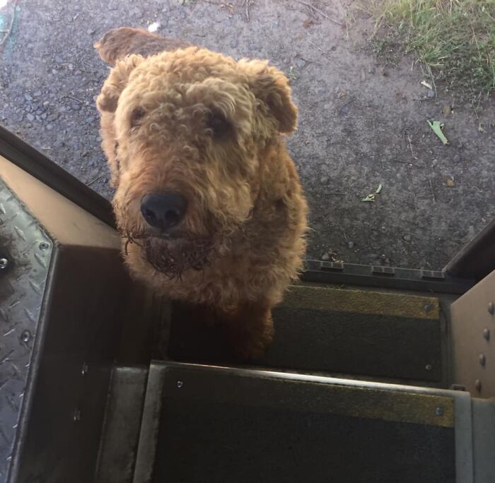 UPS-Delivery-Driver-Dogs-Scott-Hodges